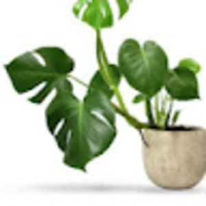 Meet your Posher, Cesia